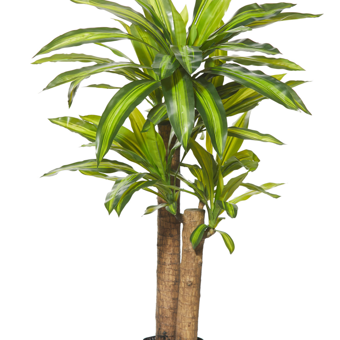 Rogue Happy Plant - Garden Pot Green