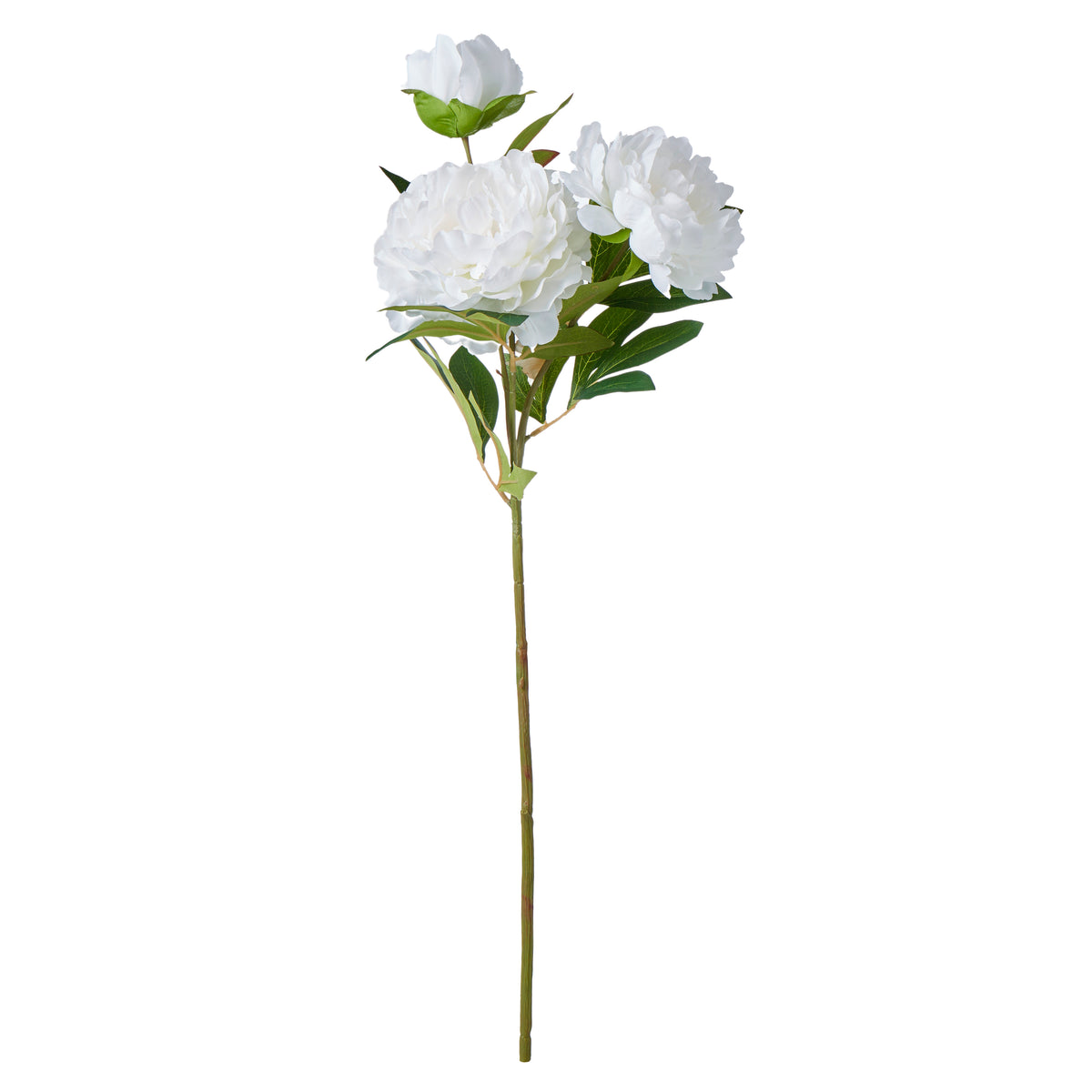 Rogue Peony Stem White