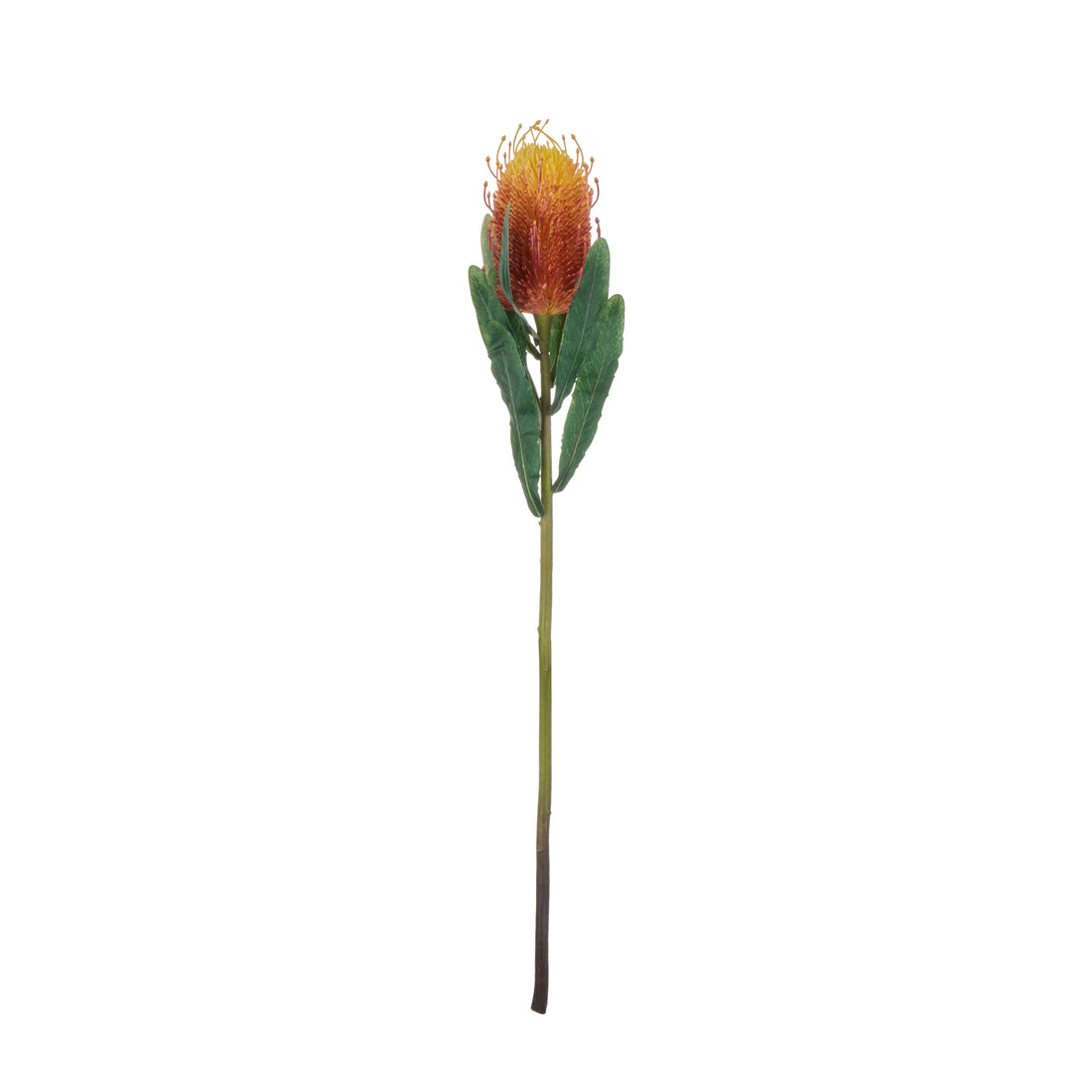 Rogue Coastal Banksia Stem Orange