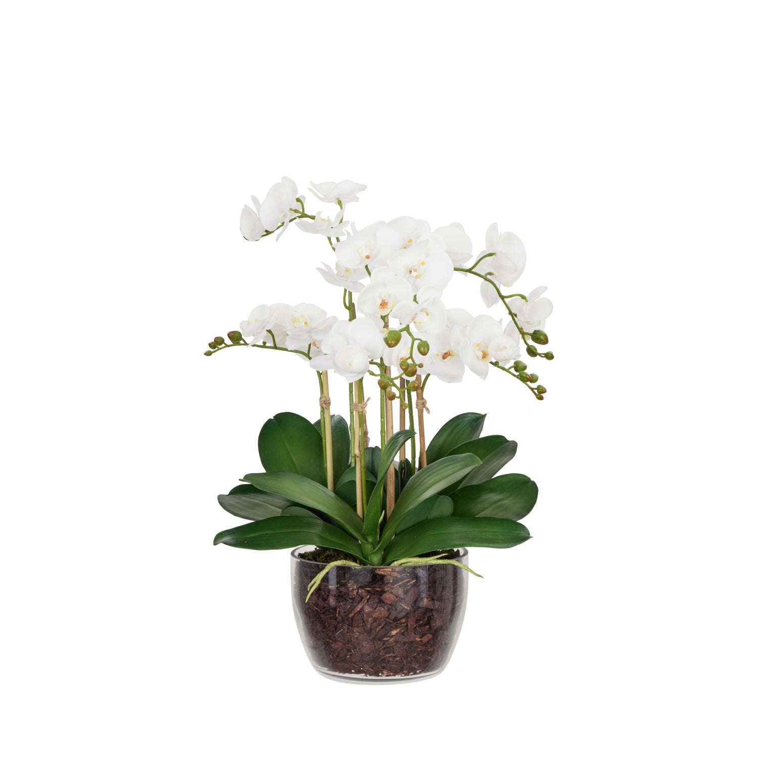 Faux Phalaenopsis Orchid Plant in Classic Bowl | White - 68cm
