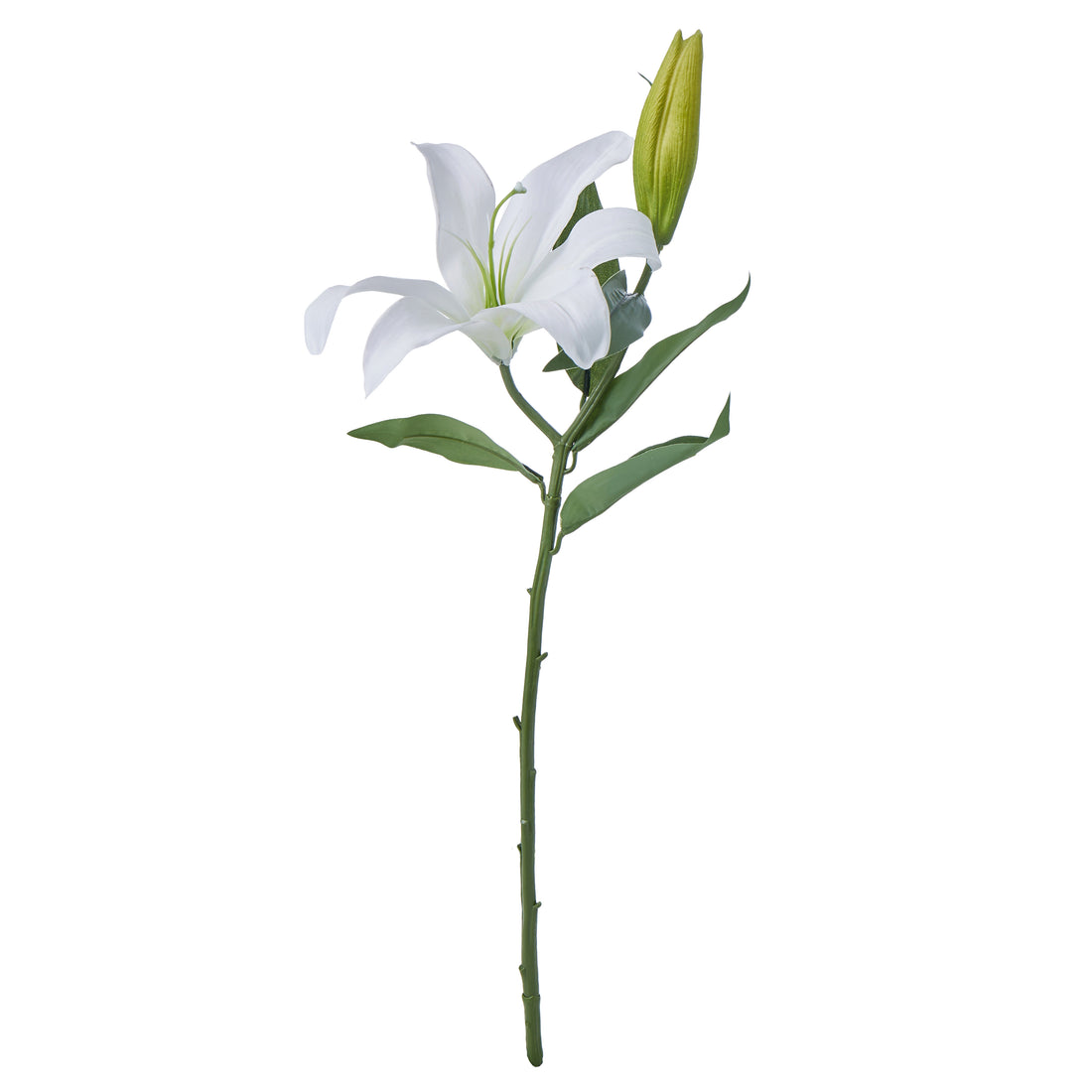 Rogue Casablanca Lily White