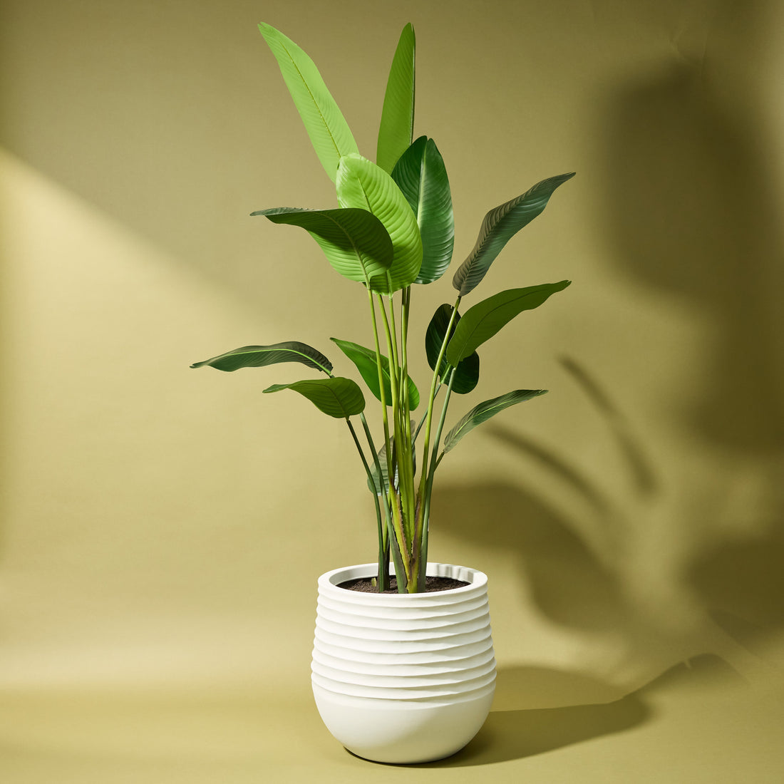 Faux Bird of Paradise - Ryker Planter | White - 208cm