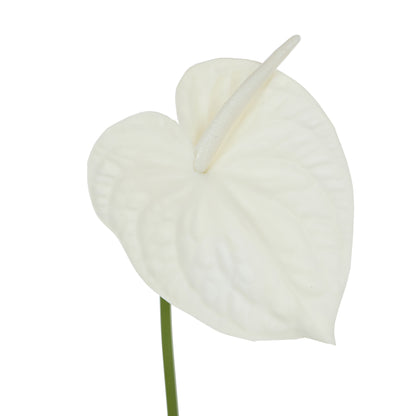 Rogue Anthurium Stem White
