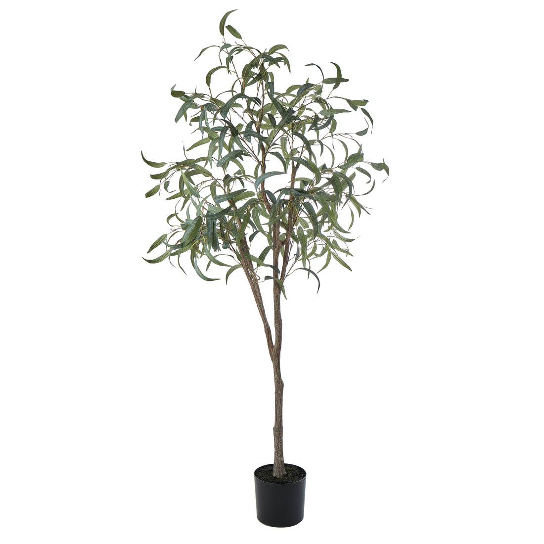 Rogue Eucalyptus Tree Green