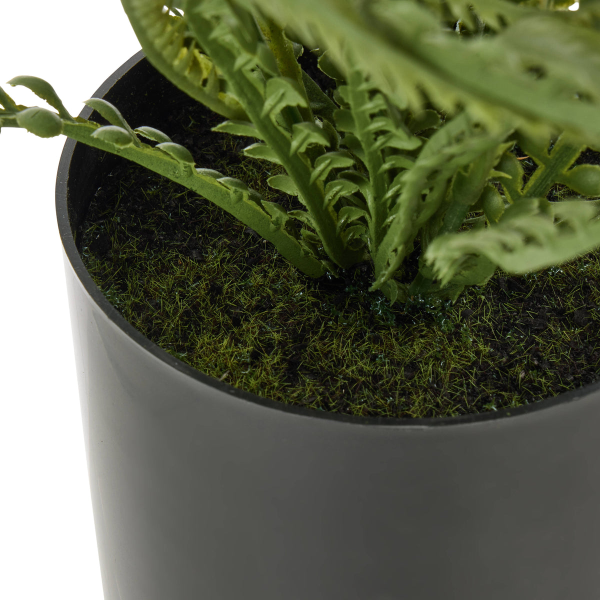 Rogue Button Fern - Garden Pot Green