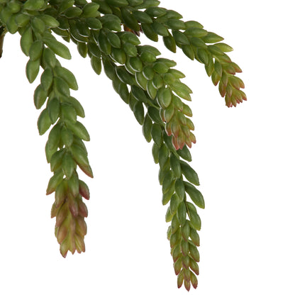 Rogue Burros Tail Succulent Green