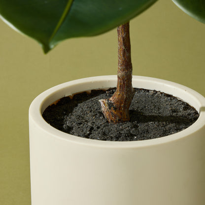 Faux Rubber Tree Potted | White - 66cm