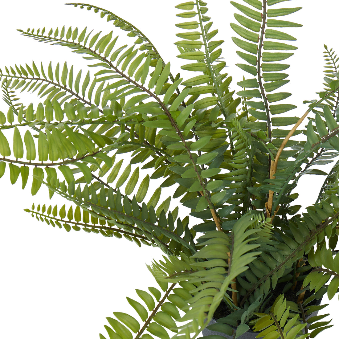 Rogue Boston Fern - Garden Pot Green