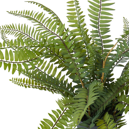 Rogue Boston Fern - Garden Pot Green