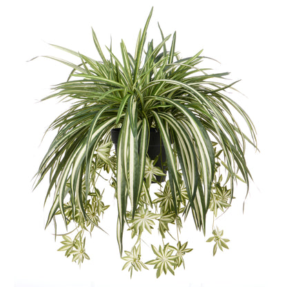 Rogue Spider Plant - Garden Pot Green