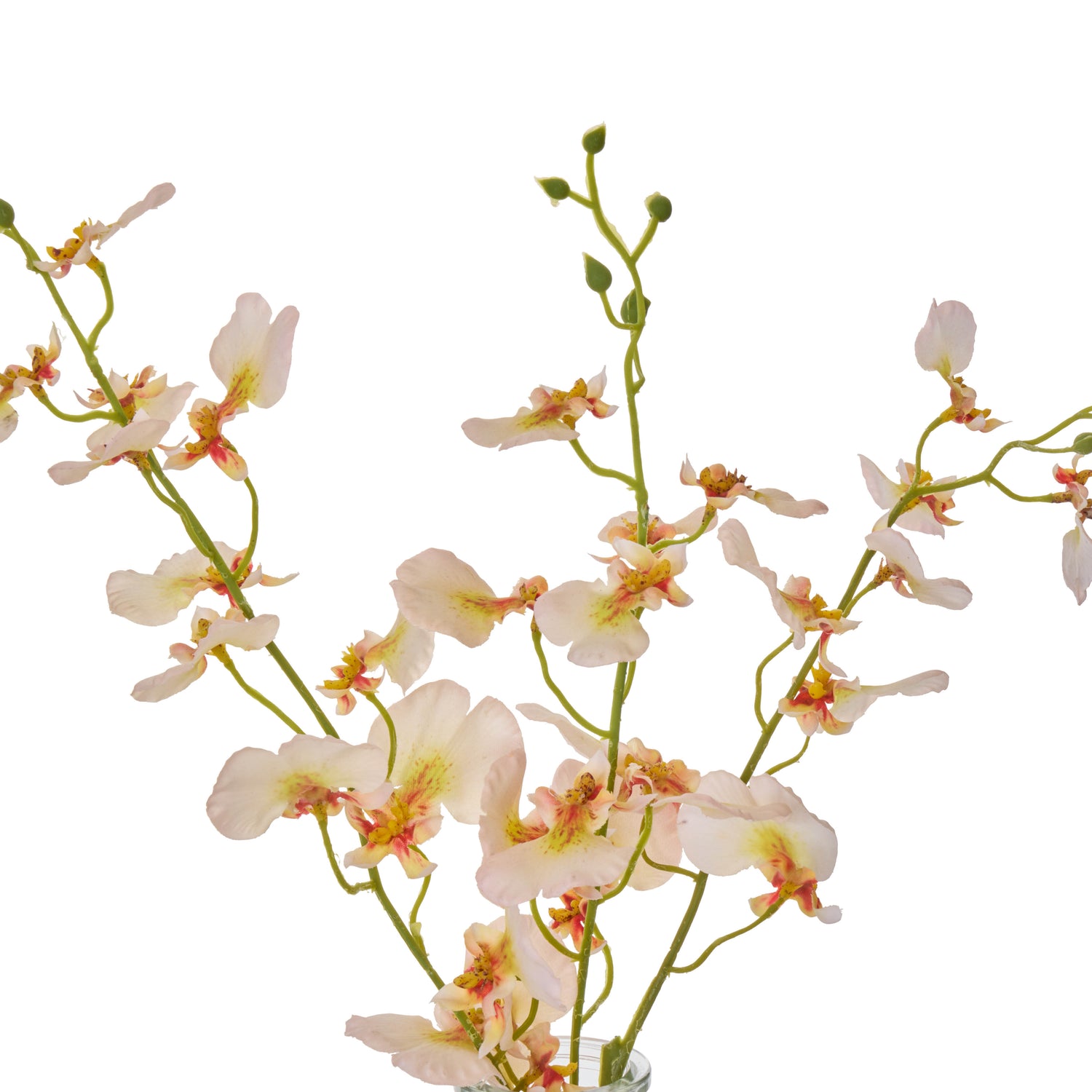 Faux Dancing Orchid - Specimen Bottle | Cream -  36cm