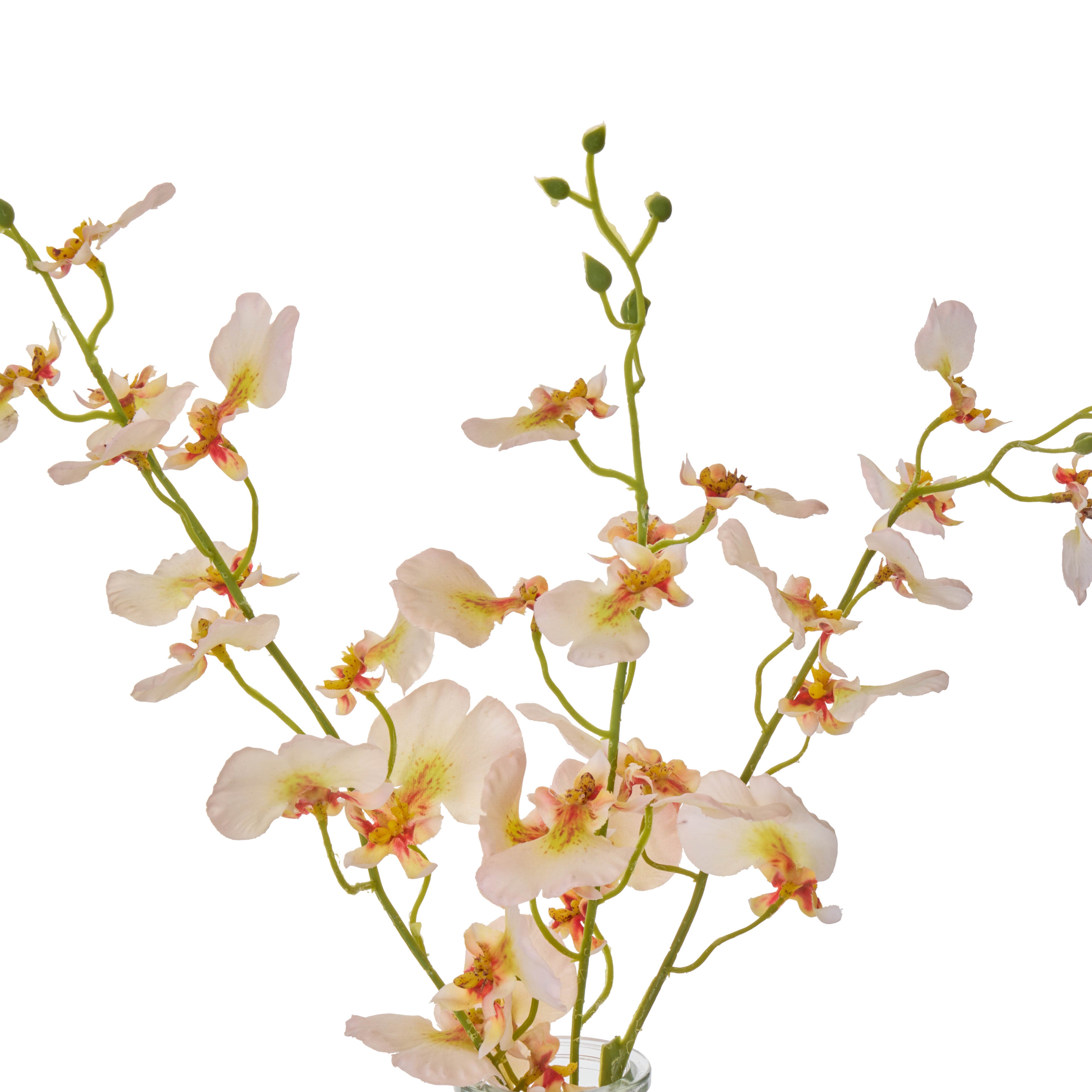 Faux Dancing Orchid - Specimen Bottle | Cream -  36cm