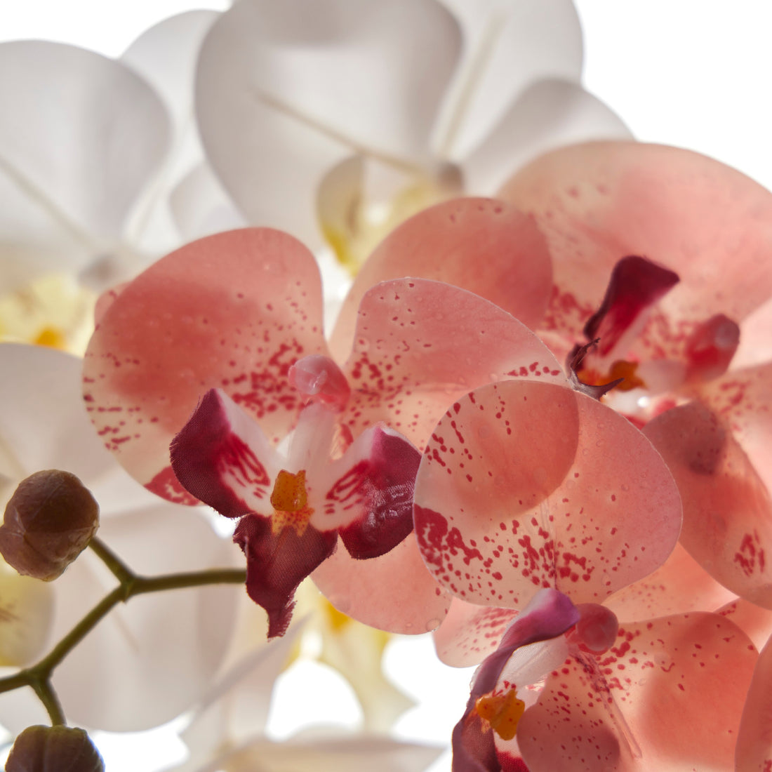 Rogue Phalaenopsis - Glass Vase White