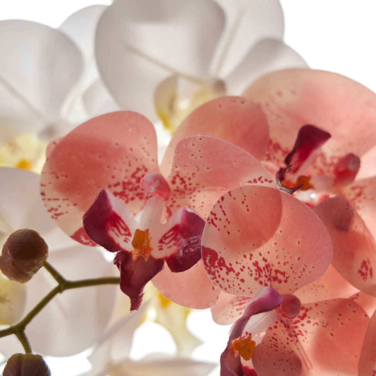 Rogue Phalaenopsis - Glass Vase Pink