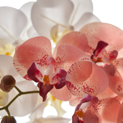 Rogue Phalaenopsis - Glass Vase Pink