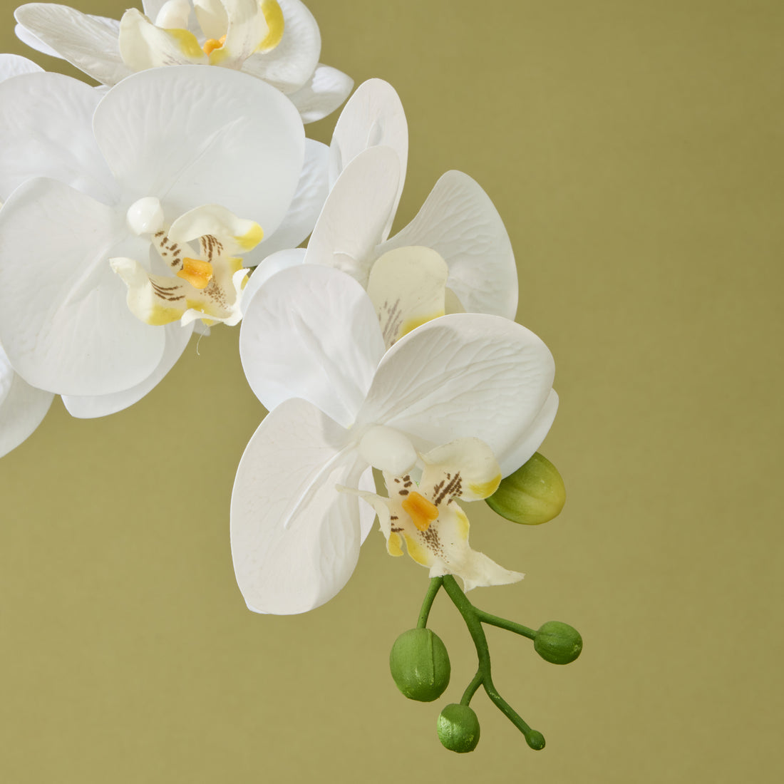 Faux Phalaenopsis Orchid  - Cream Pot | 48cm