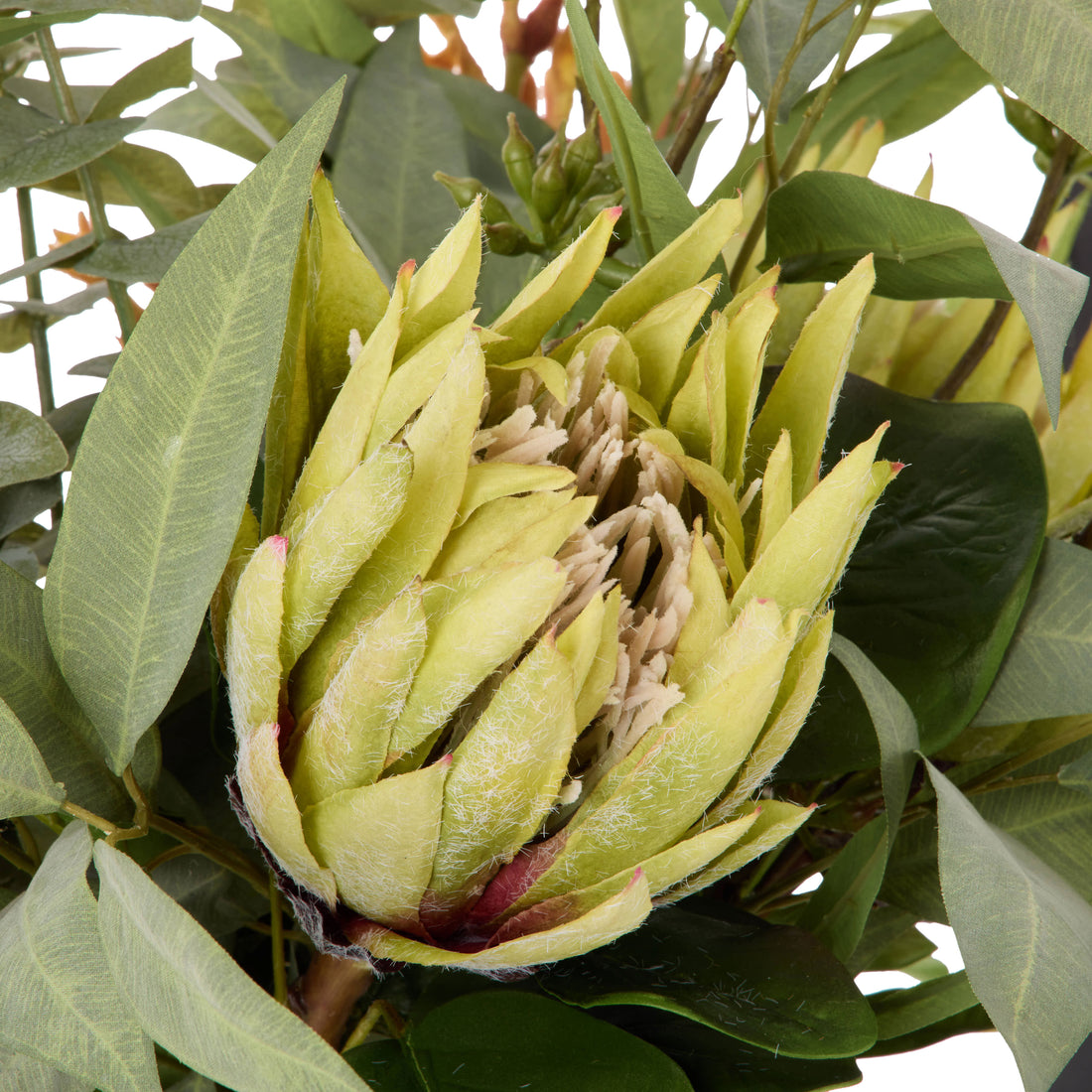 Faux Protea Kangaroo Paw - Claire Vase | Green -  68cm