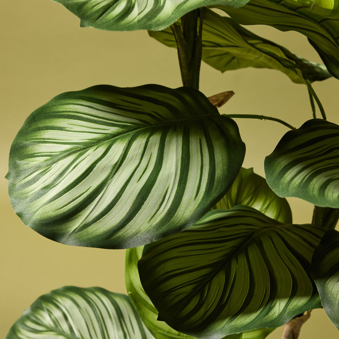 Faux Calathea Plant - Garden Pot | 152cm