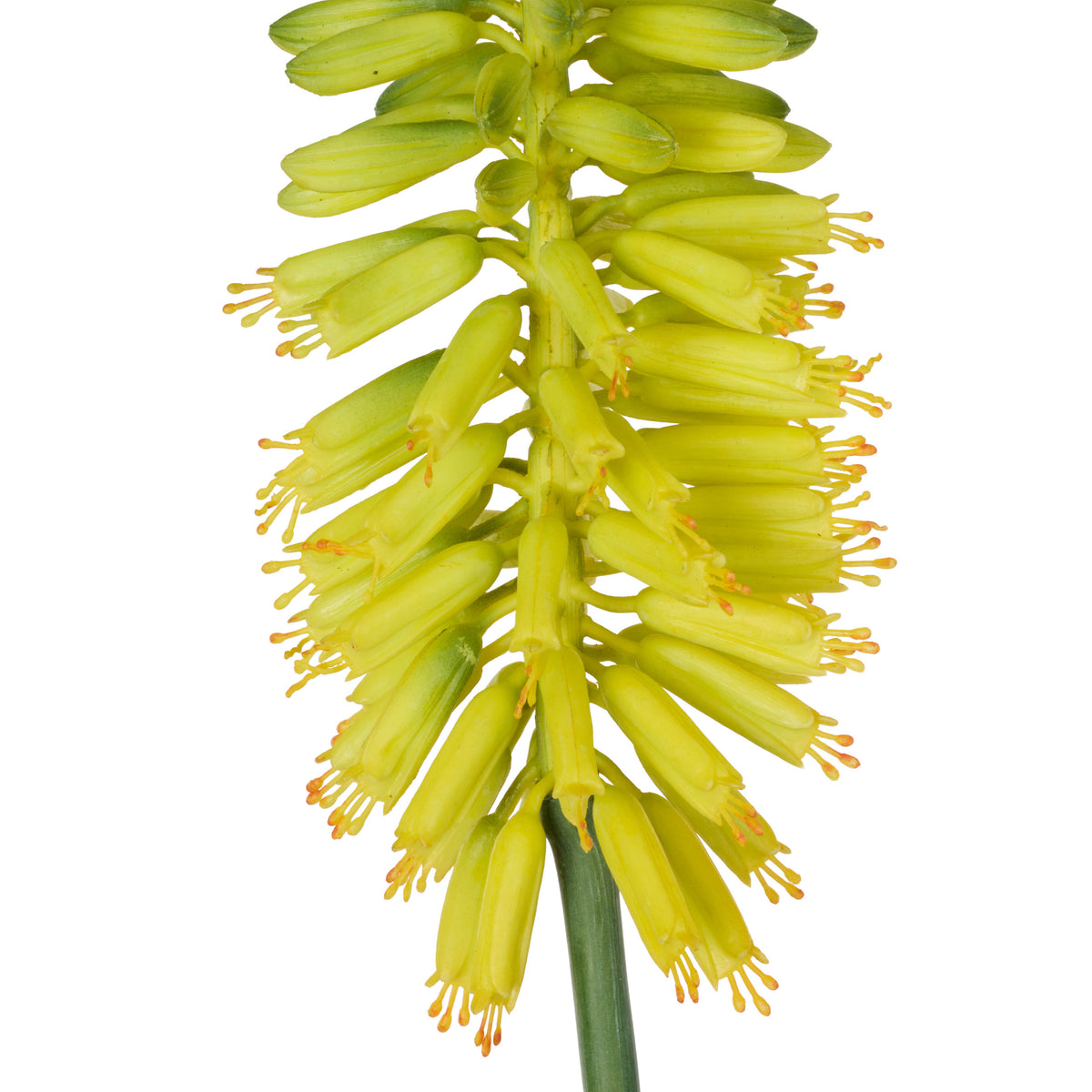 Rogue Torch Lily Stem Yellow