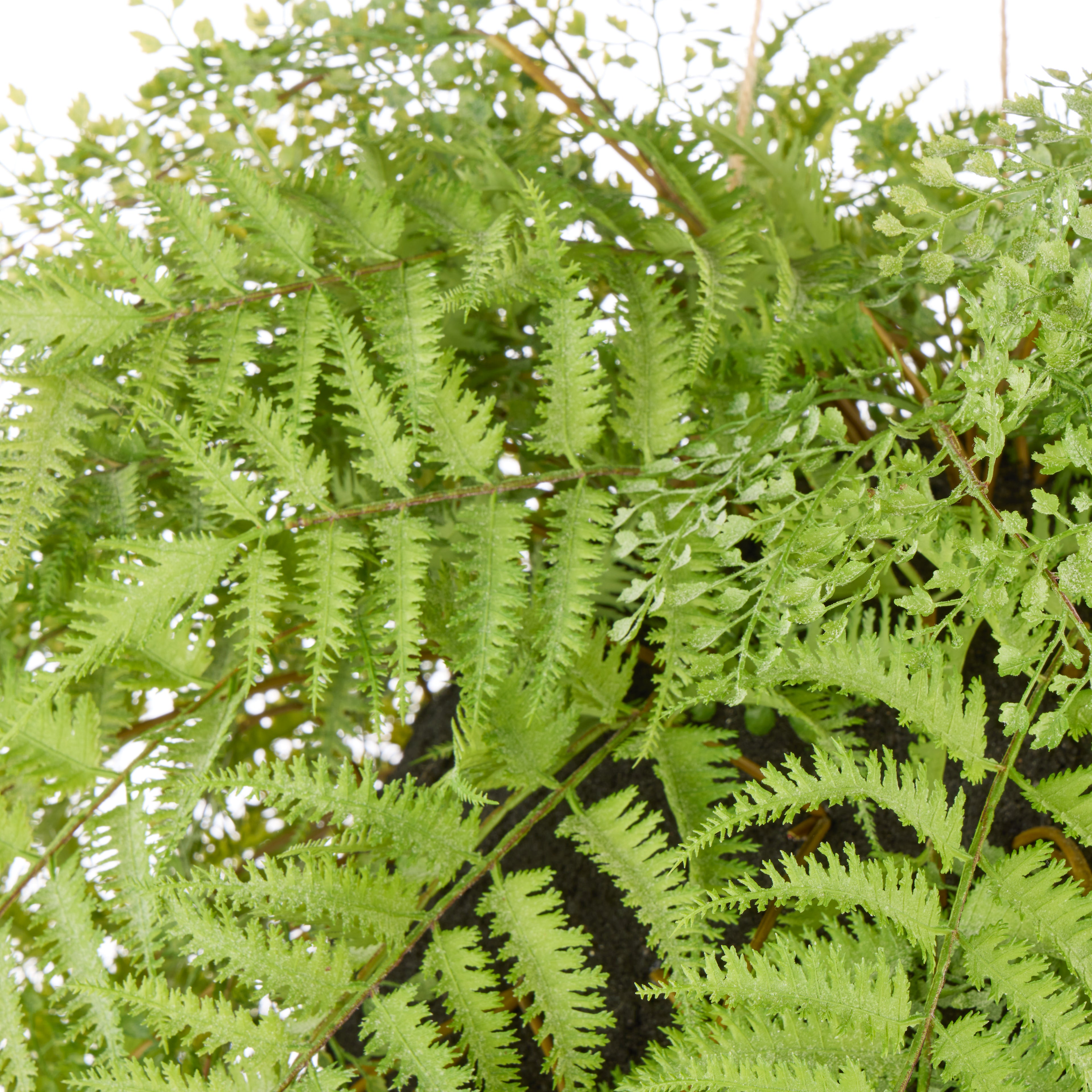 Faux Fern Garden Hanging Ball | 30cm