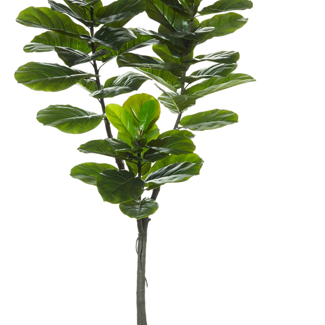 Rogue Giant Fiddle Tree Green