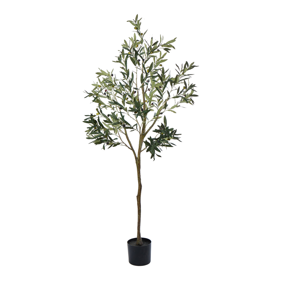 Rogue Olive Tree Green
