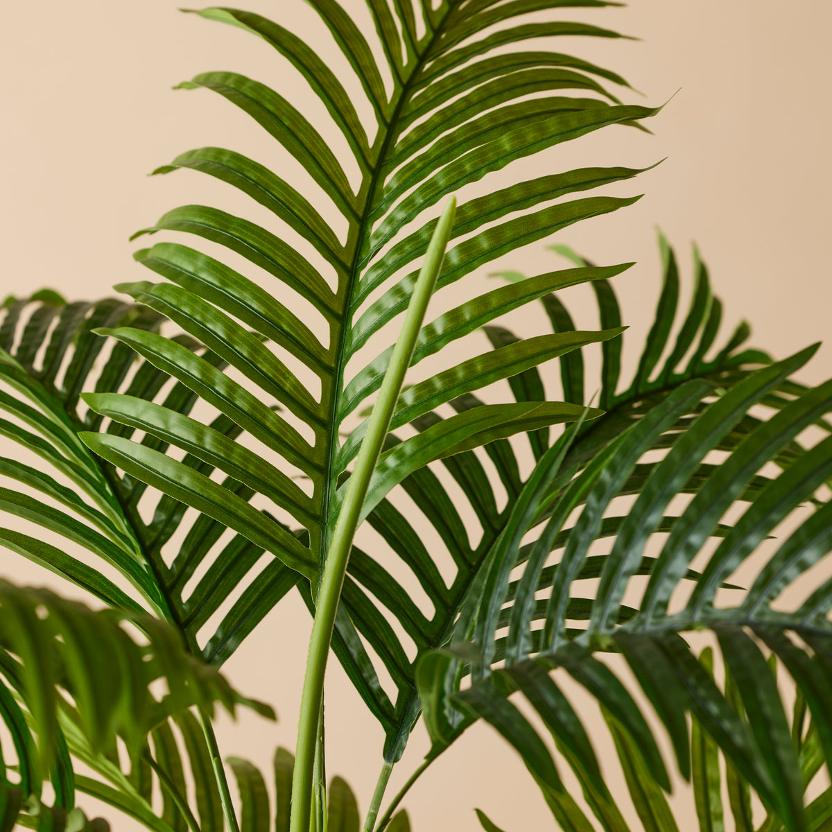 Rogue Areca Palm Tree - Garden Pot Green
