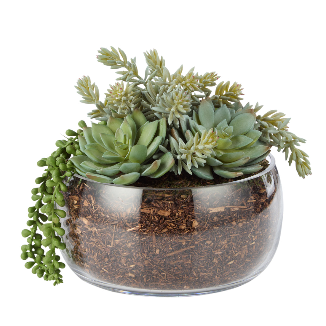 Rogue Succulent Mix - Scarlett Bowl Green/Glass