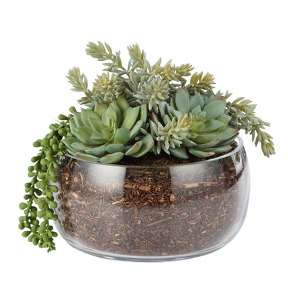 Rogue Succulent Mix - Scarlett Bowl Green/Glass