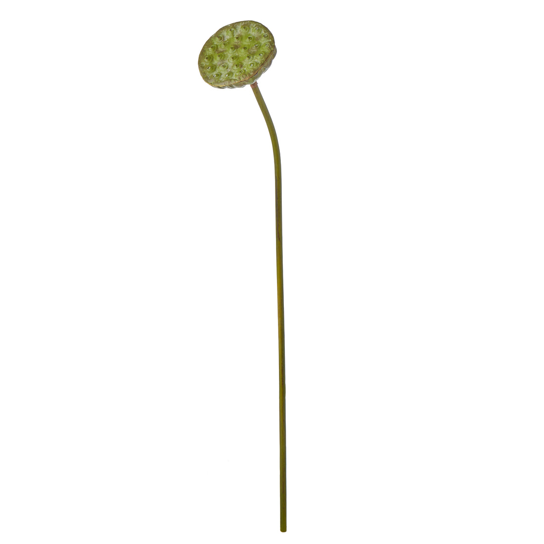 Faux Lotus Bud | Green - 76cm