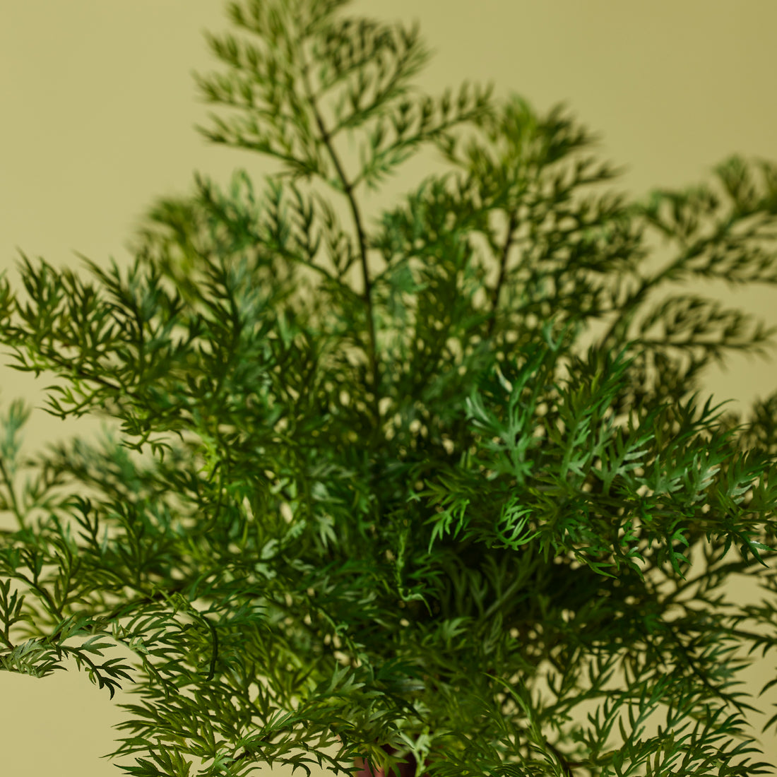 Rogue Radish Fern Bush Green
