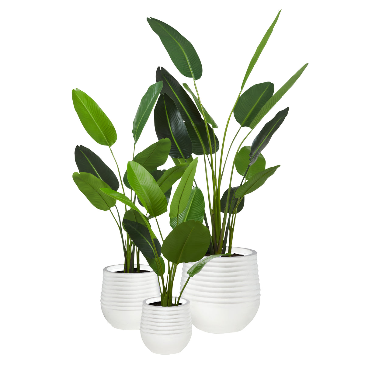Rogue Bird Of Paradise - Ryker Planter 3pcs Set