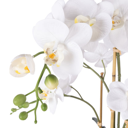 Rogue Phalaenopsis Orchid - Textured Round Pot