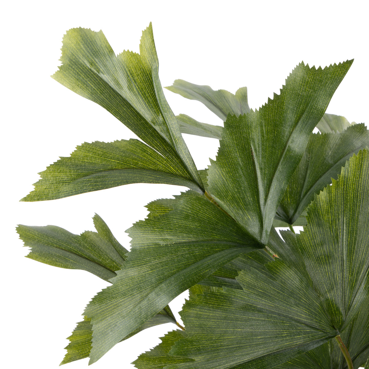 Rogue Caryota Palm Tree - Garden Pot Green