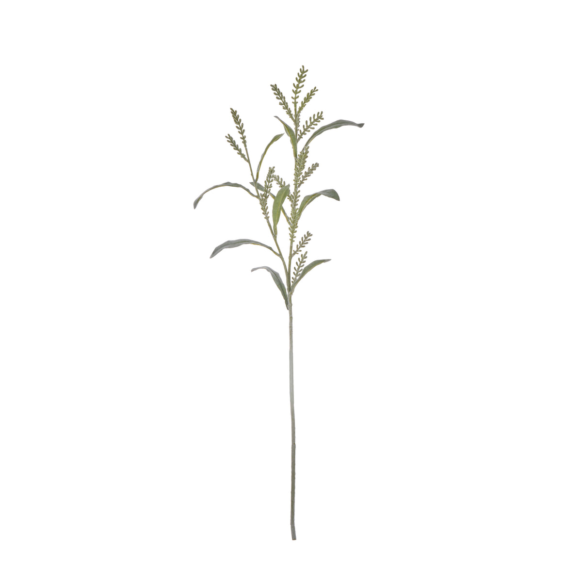 Rogue Acacia Seeding Spray Grey Green