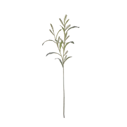 Rogue Acacia Seeding Spray Grey Green
