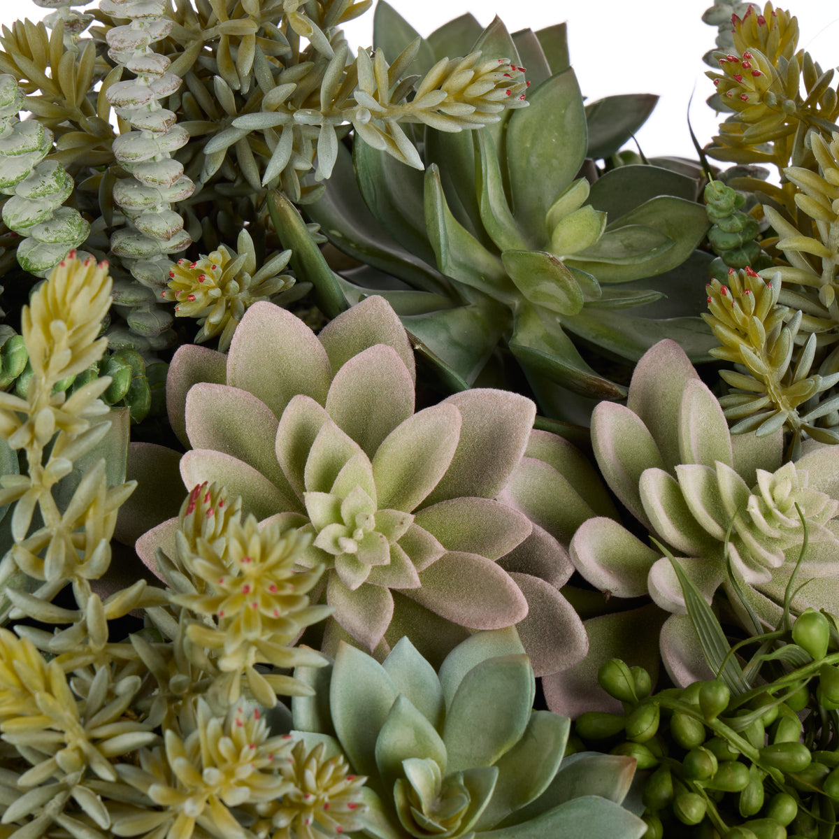 Rogue Succulent Garden - Textured Cement Pot Green/Cream