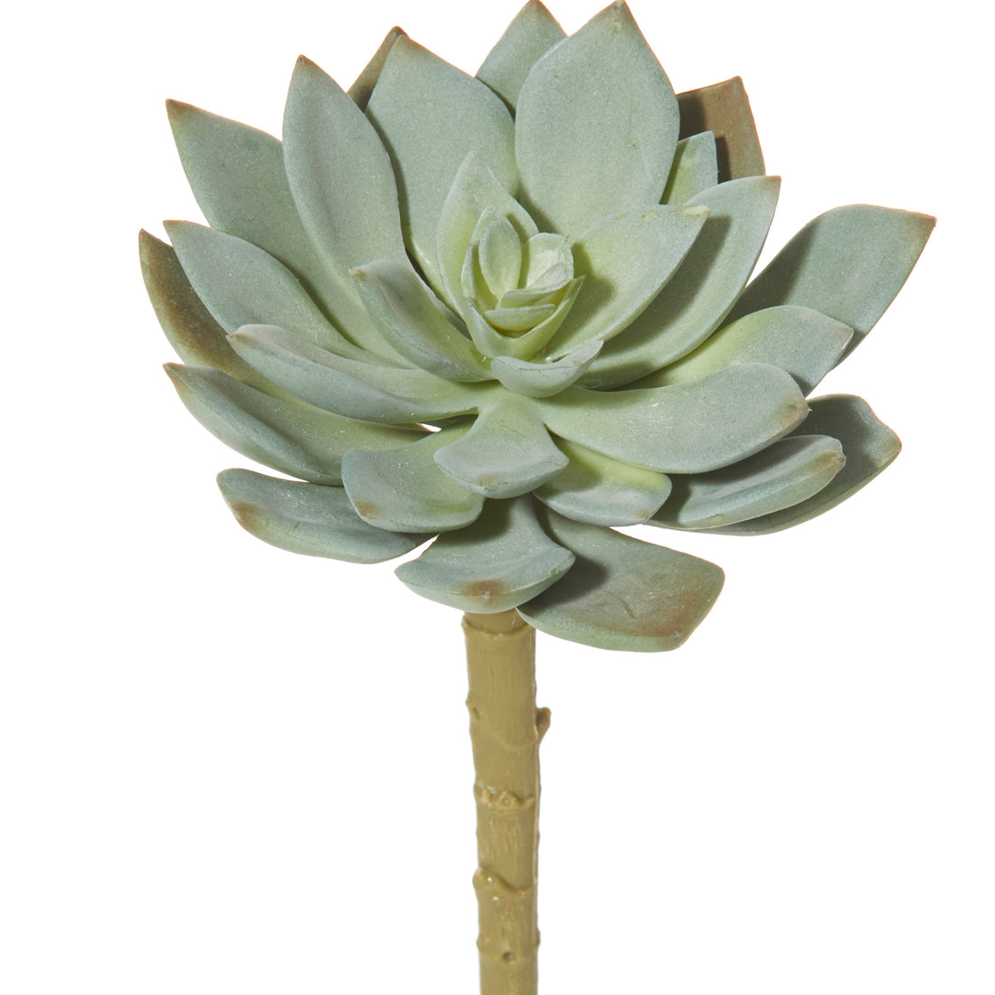 Rogue Echeveria Green