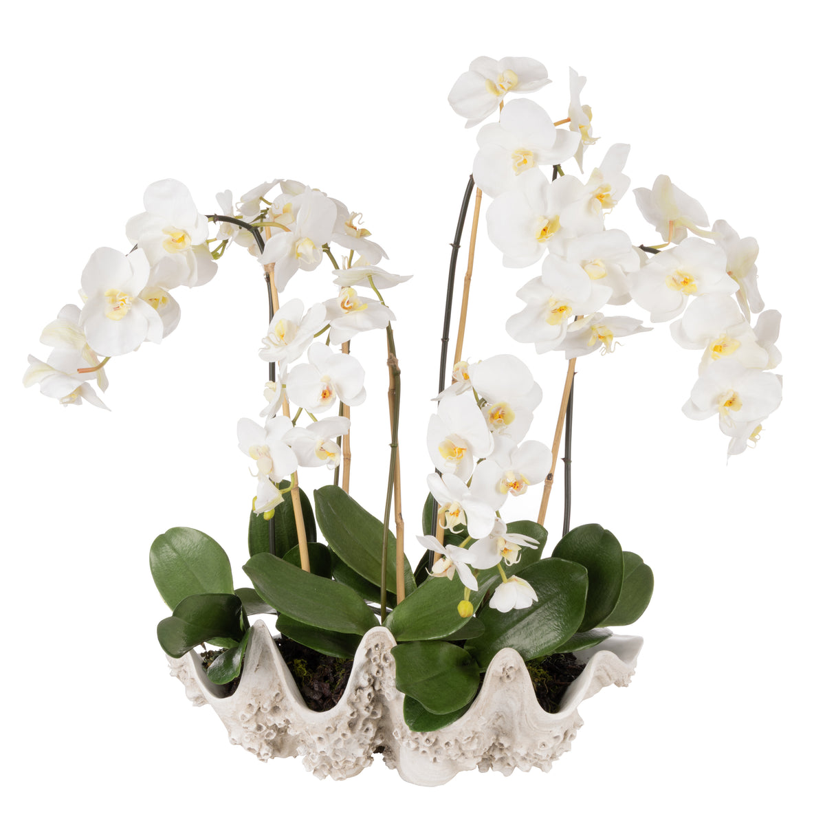 Rogue Phalaenopsis - Seychelles Clam White
