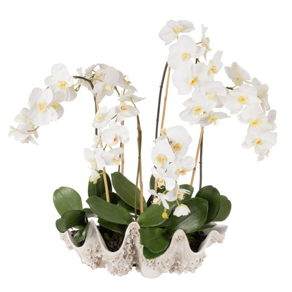 Rogue Phalaenopsis - Seychelles Clam White