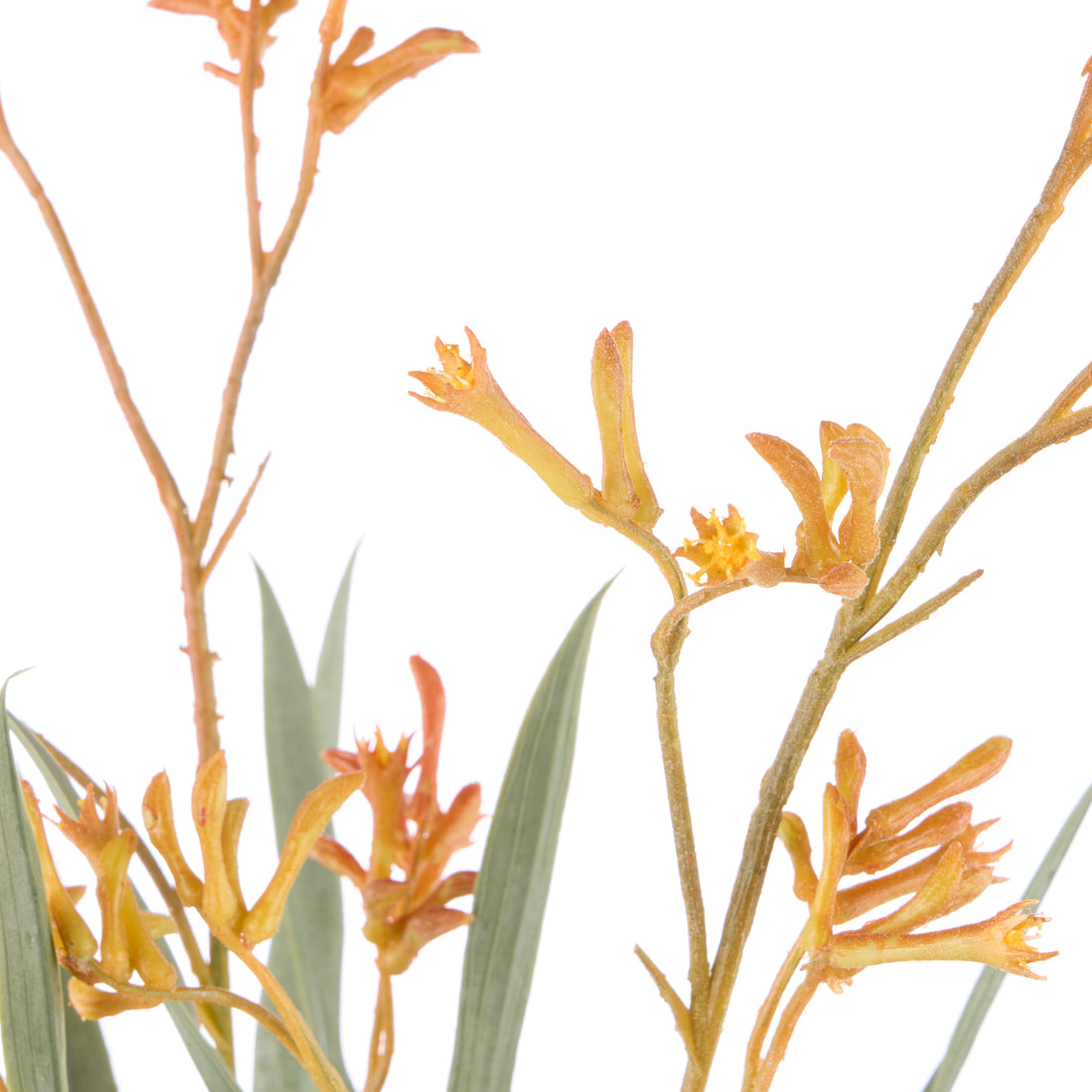 Rogue Kangaroo Paw - Maliah Pot Yellow