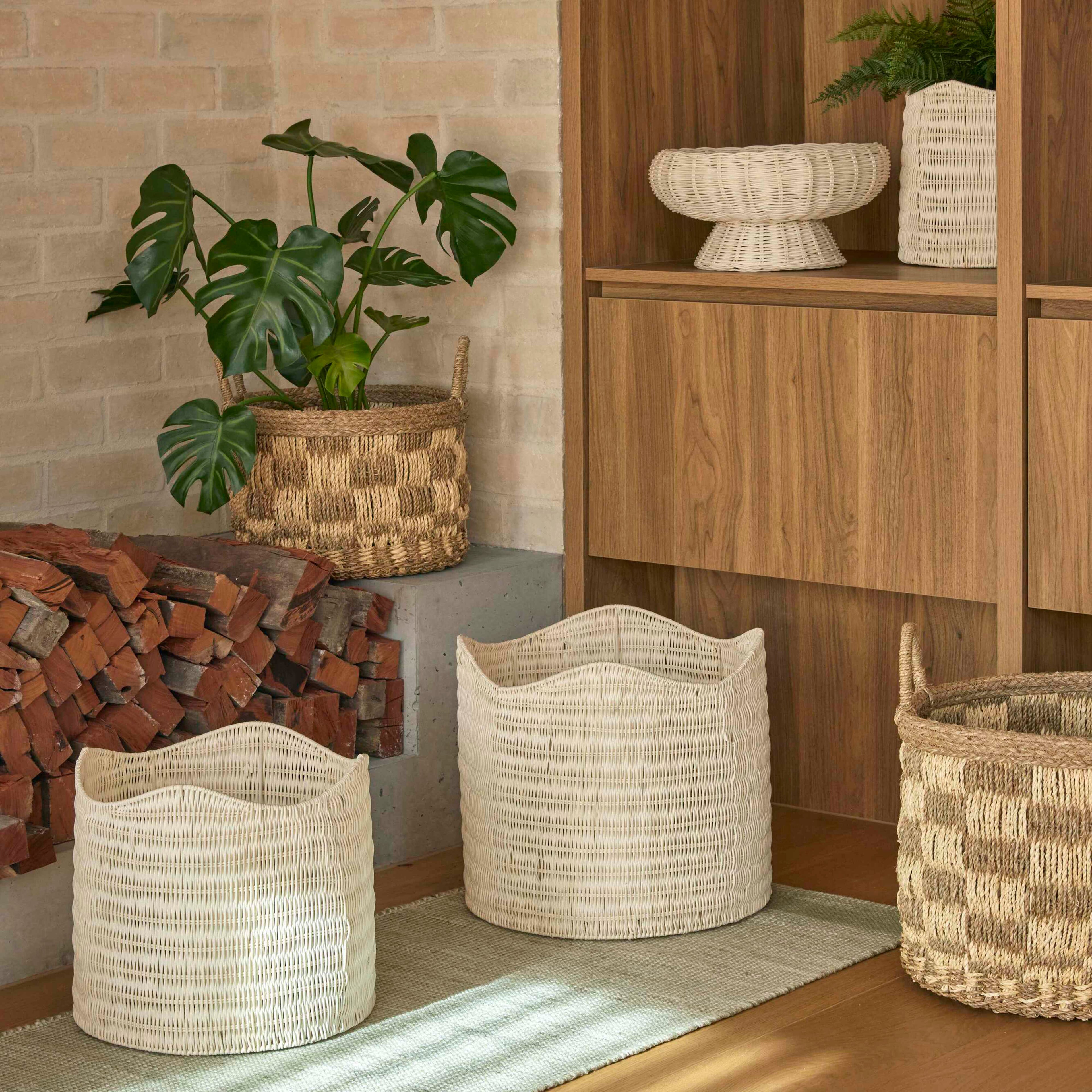 Rogue Monstera Plant - Garden Pot Green