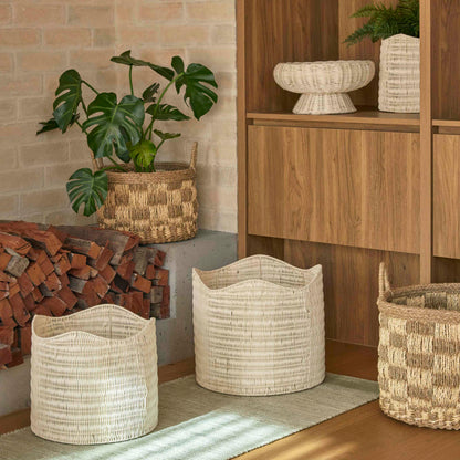 Rogue Monstera Plant - Garden Pot Green