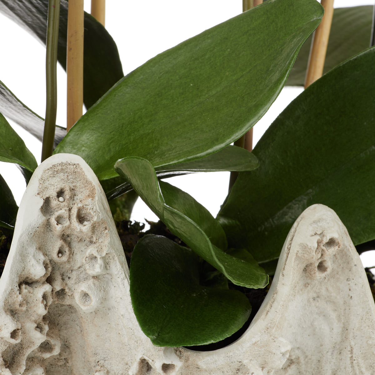 Rogue Phalaenopsis - Seychelles Clam White
