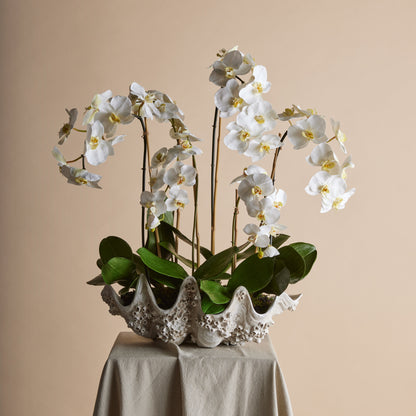 Rogue Phalaenopsis - Seychelles Clam White
