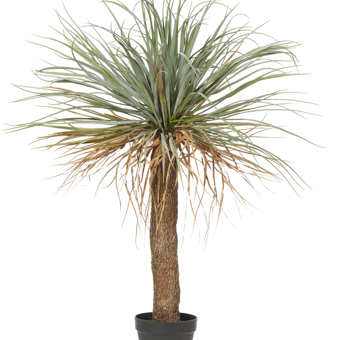 Rogue Grass Tree Green