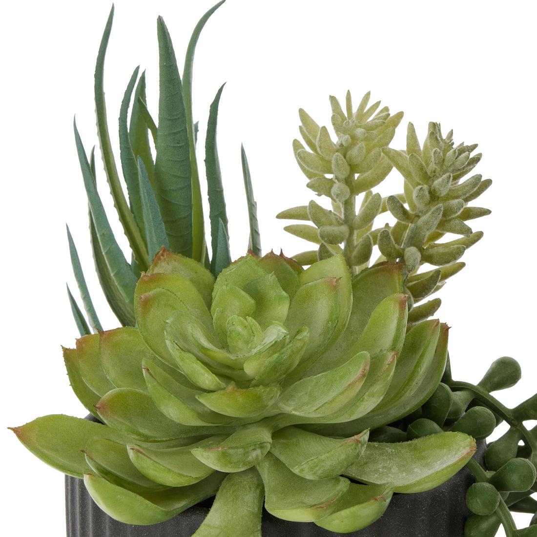 Rogue Aloe Succulent Mix Pot Green &amp;  Black