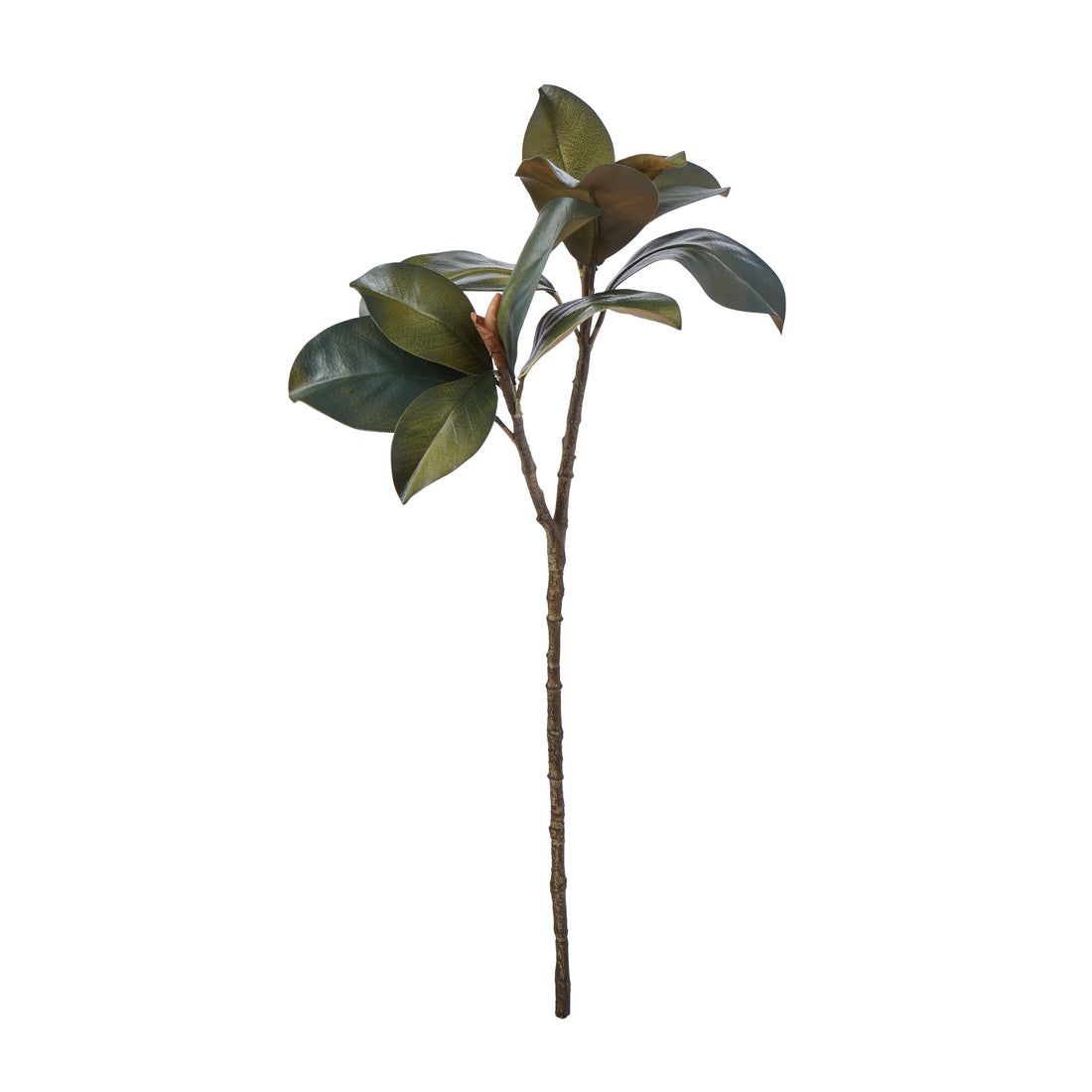 Rogue Magnolia Foliage Green