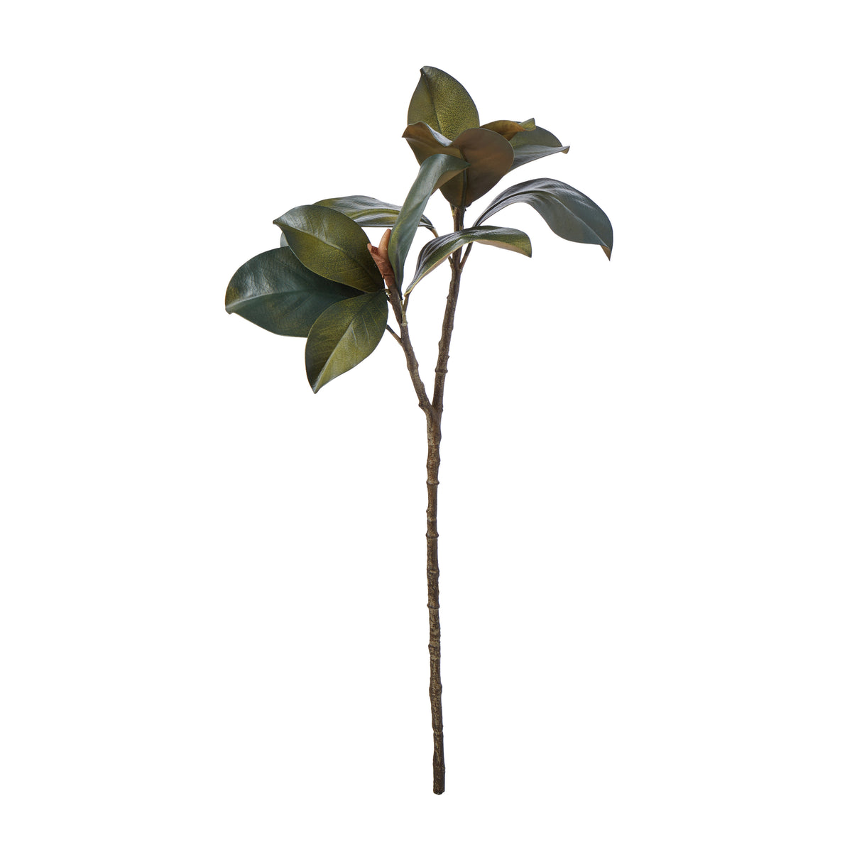 Rogue Magnolia Foliage Green