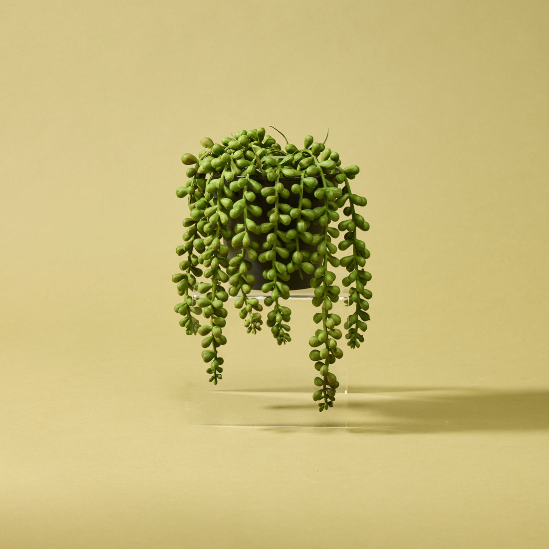 Faux String of Pearls - Garden Pot | 23cm